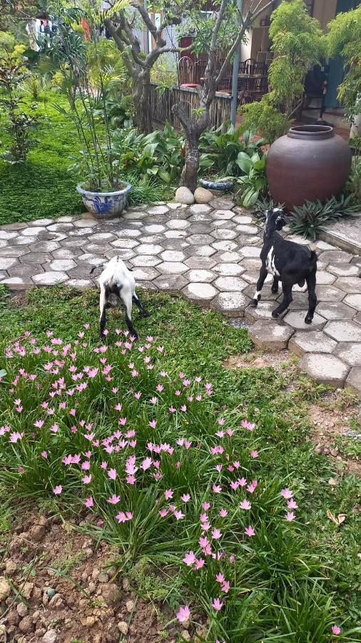 נין בין Yen Binh Homestay מראה חיצוני תמונה